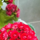 하양통 2 이미지