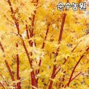산호각 쇼핑하우