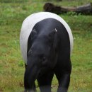 말레이언 테이퍼 [Malayan tapir (Tapirus indicus), 말레이맥] 이미지