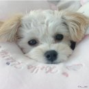 루루강아지 이미지