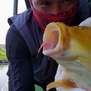 황금향어 이미지