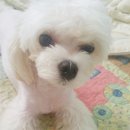 퀸즈펫