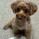 퍼피버스데이 이미지