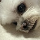 여우바라기 이미지