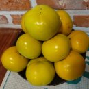 스테이단감 이미지