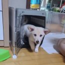 하나켄넬 | [믹스견] 2개월 믹스견 하루, 첫 병원과 켄넬 교육