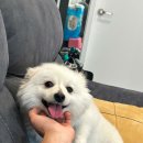 강성호반려견스쿨(수원점) 이미지