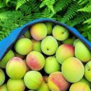 서기농장 이미지