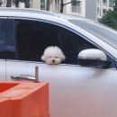 강아지봄 이미지
