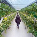 봄나들이 도시락 만들기 | 경기도 광주 율봄식물원 딸기체험•딸기잼 만들기 예약 후기