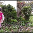 풍기인삼시장 이미지