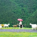 고산목장 이미지