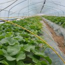 용덕농장 이미지