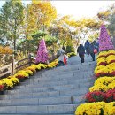 대구수목원 " 국화축제" 하루쯤 마음을 국화속에~~ 이미지