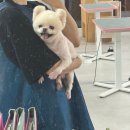 꿈의 애견미용 이미지