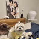 슈앤트리 | (용인 애견미용) 슈앤트리 : 말티즈 스포팅+베이비컷 후기를 포장한 개들래미 자랑♥