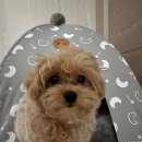 (주)동원메디칼 | 양산애견훈련소 훈련사도 포기한 배변교육과 퍼피 교육을 위해 강아지 방문 교육 다녀 온 훈련 후기