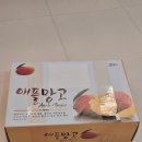애플망고 | 미니애플망고 맛집 제주공항 서귀포길 귤창고 제주 애플망고 택배 후기
