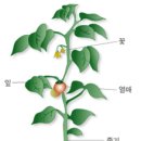 식물의 잎 이미지