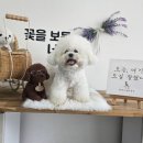 평생 사랑해 줄 개 애견펜션1 네이버블로그