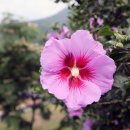 서한순 효자문 이미지