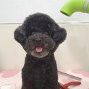 해피그루밍 이미지