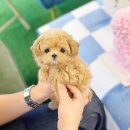 토리애견샵 | 광진구강아지분양 애견분양샵 전문성 따져보기