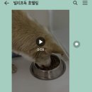 킨더가든어린이집 | 칠곡 태전동 중형견 반려견호텔링 추천 [빌리프독킨더가든] 2박3일 후기.