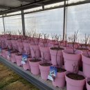 광일농원 이미지