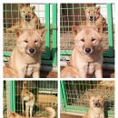 정아 켄넬 이미지