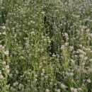 영채농장 이미지