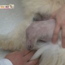 노원N동물의료센터 이미지