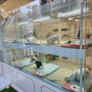 김해 강아지분양 베베몽 이미지