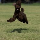 오늘도제주1 | 반려견 성장스토리 ㅡ 우리 제티의 7년 이야기 그리고 첫 목표 달성기