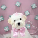 강남켄넬 이미지