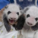 판다공인중개사사무소 이미지