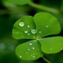세잎클로버 이미지