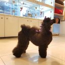 마이티그루밍 이미지