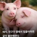 돼지발 이미지