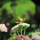나비들의 가을소풍ㅡ큰꿩의비름꽃(photo by모모수계) 이미지