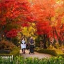 지도 왕벚나무길 이미지