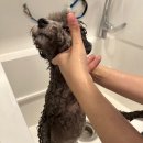 우두리 포펫 애견펜션 이미지