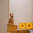 이뻐진개 이미지