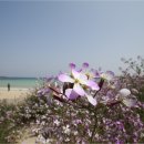 바다가 보이는 풍경 이미지