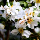 카멜리아 이미지