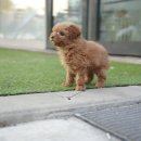 미스터앤 미세스멍 원주점 이미지