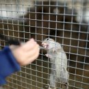 대관령 아기동물농장 이미지