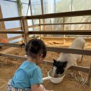 칠복목장 이미지