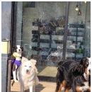 다산 애견훈련소 | 남앙주애견유치원 애견카페왕 애견유치원 사회성이 부족한 댕댕이가 수업 후 밝아졌어요.