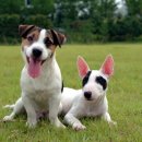 인제종합동물병원 이미지